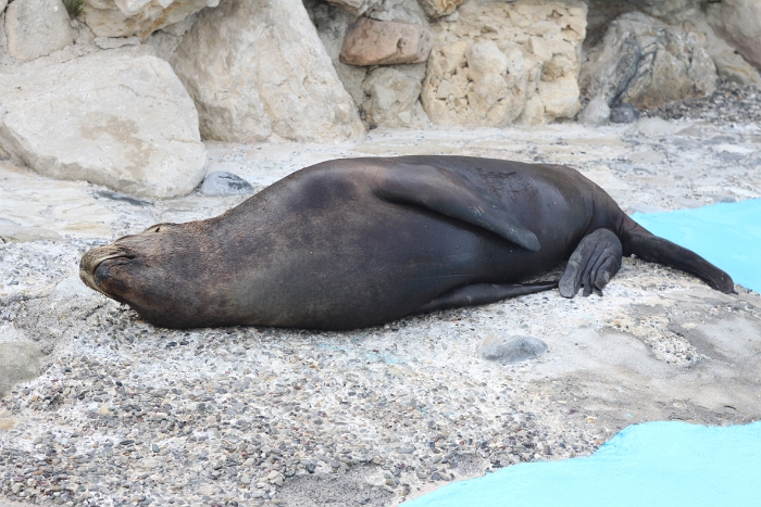 Marineland - Otaries - 028